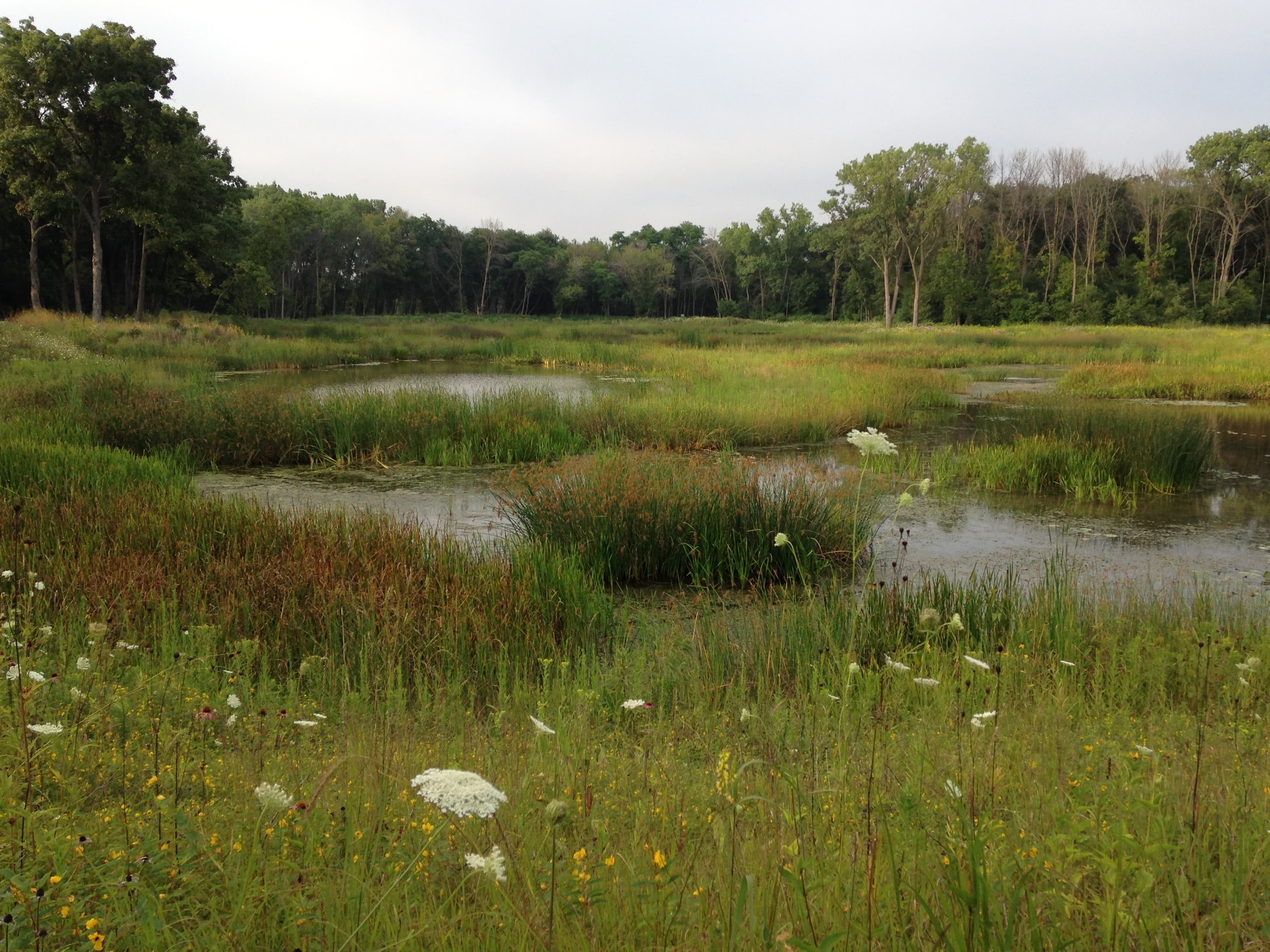 Dalitsch Pond Enhancements
