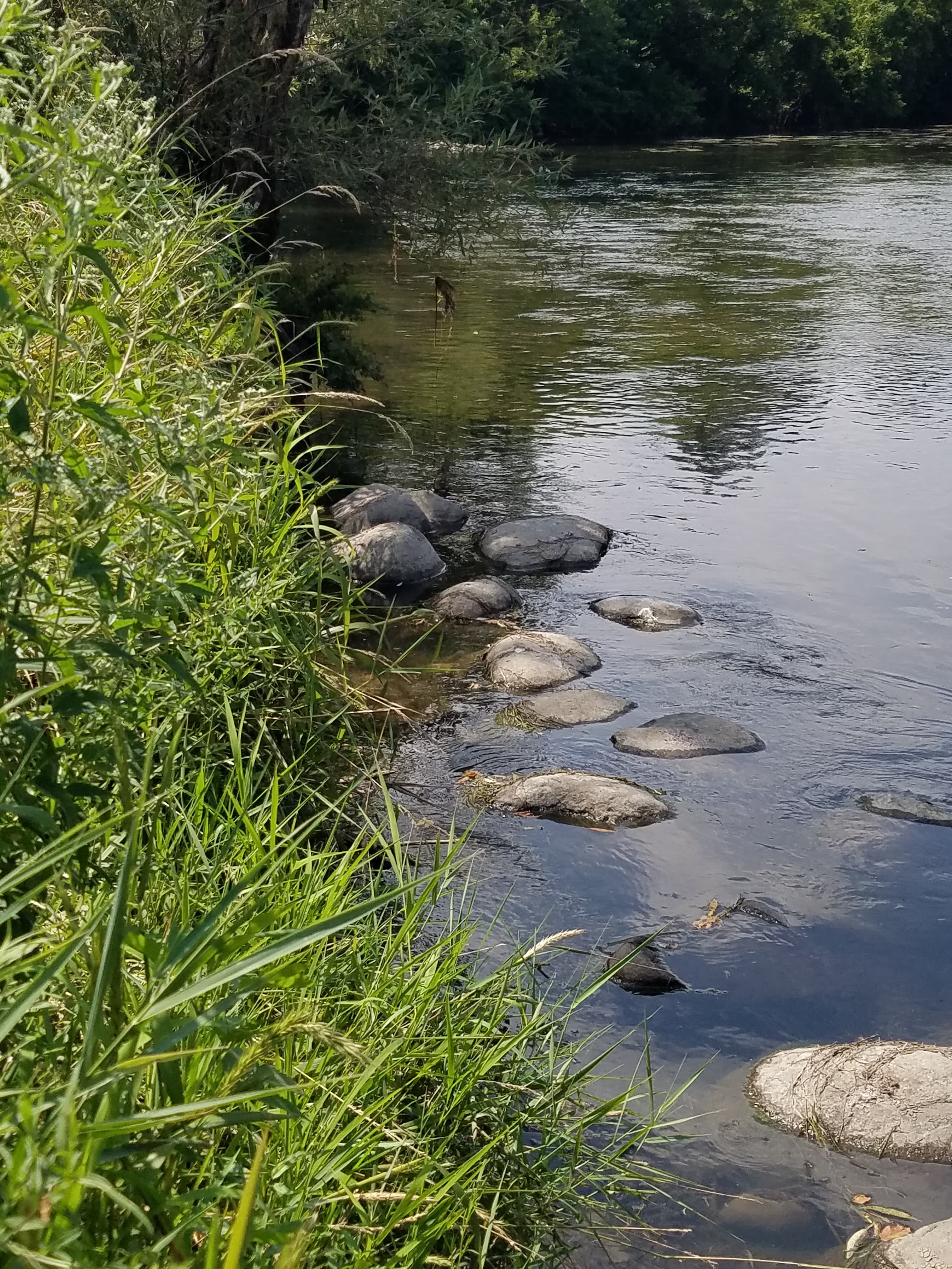 Pioneer Park Wetland Restoration